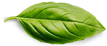 Contact Basil Leaf
